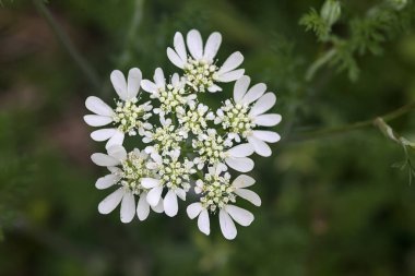Beyaz kır çiçekleri yakından görülüyor.