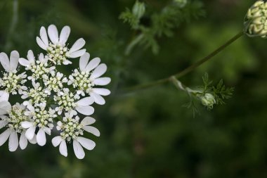 Beyaz kır çiçekleri yakından görülüyor.