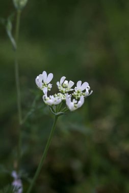 Beyaz kır çiçekleri yakından görülüyor.
