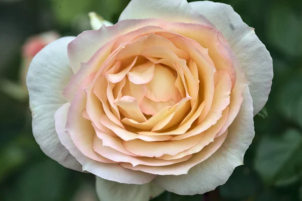 Pink English Roses Bloom Bush Seen Close — Stock Photo, Image