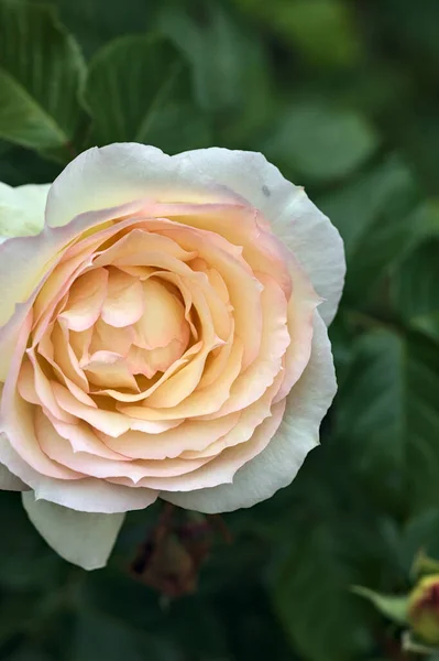 Pink English Roses Bloom Bush Seen Close — Stock Photo, Image