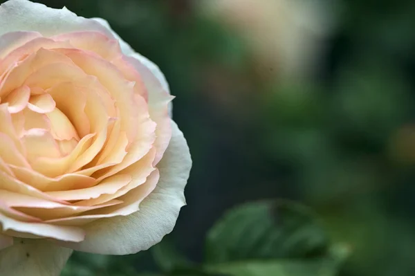 Rosa Englische Rosen Blühen Einem Busch Aus Der Nähe Gesehen — Stockfoto
