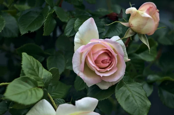Ροζ Αγγλικά Τριαντάφυλλα Ανθισμένα Ένα Θάμνο Που Φαίνεται Από Κοντά — Φωτογραφία Αρχείου