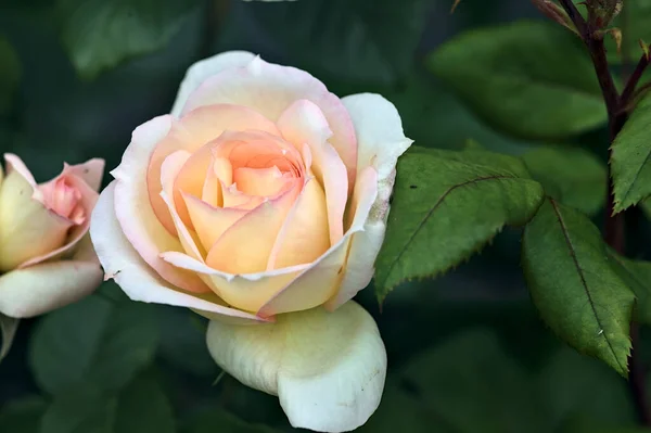 Rosa Englische Rosen Blühen Einem Busch Aus Der Nähe Gesehen — Stockfoto
