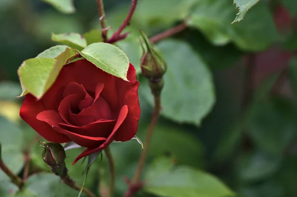 Κινέζικα Τριαντάφυλλα Ανθισμένα Ένα Θάμνο Που Φαίνεται Από Κοντά — Φωτογραφία Αρχείου