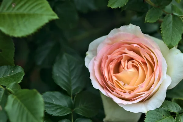 Ροζ Αγγλικά Τριαντάφυλλα Ανθισμένα Ένα Θάμνο Που Φαίνεται Από Κοντά — Φωτογραφία Αρχείου