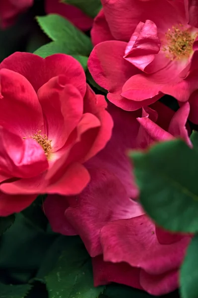 Roses Chinoises Fleurs Dans Buisson Près — Photo