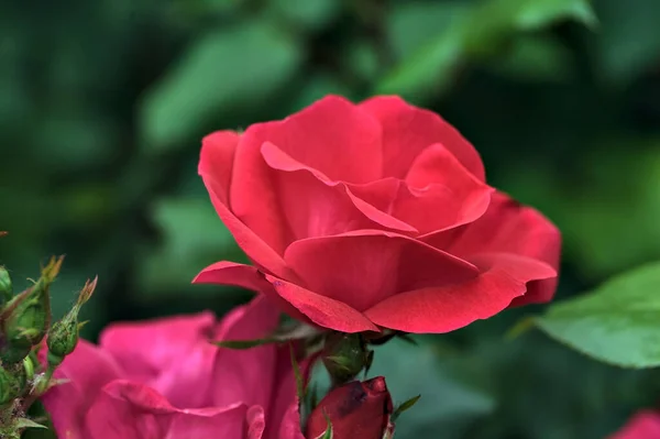 Κινέζικα Τριαντάφυλλα Ανθισμένα Ένα Θάμνο Που Φαίνεται Από Κοντά — Φωτογραφία Αρχείου