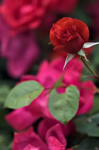 Китайские Розы Цветут Кустах Которые Видны Вблизи — стоковое фото