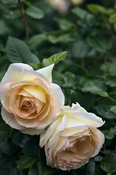 Rosa Englische Rosen Blühen Einem Busch Aus Der Nähe Gesehen Stockfoto