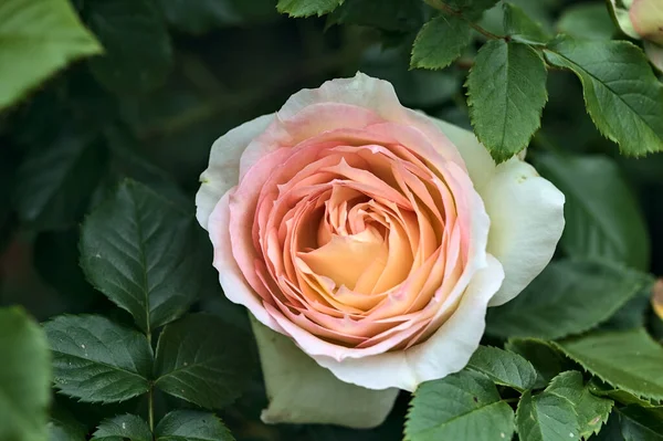 Rosa Englische Rosen Blühen Einem Busch Aus Der Nähe Gesehen lizenzfreie Stockfotos