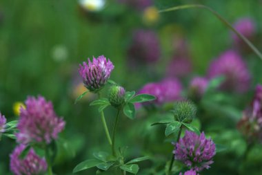 Yonca çiçekleri çimenlikte çok yakından görülüyor.