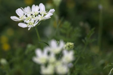 Beyaz kır çiçekleri yakından görülüyor.