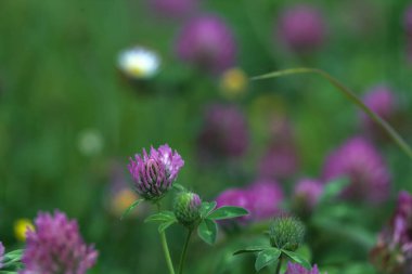 Yonca çiçekleri çimenlikte çok yakından görülüyor.