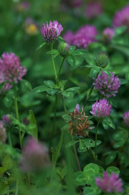 Yonca çiçekleri çimenlikte çok yakından görülüyor.