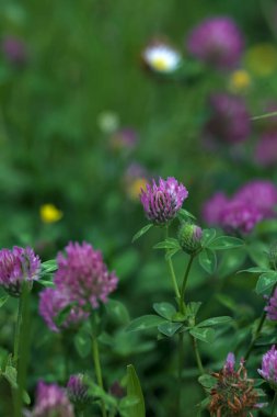 Yonca çiçekleri çimenlikte çok yakından görülüyor.