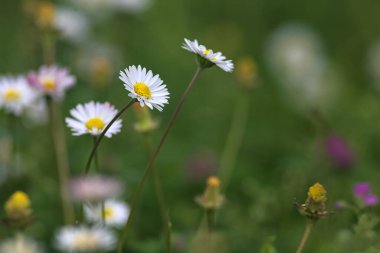 Çimlerde açan papatyalar Yakından bakıldığında