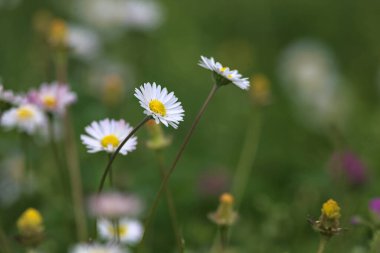 Çimlerde açan papatyalar Yakından bakıldığında