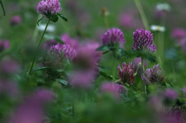 Yonca çiçekleri çimenlikte çok yakından görülüyor.