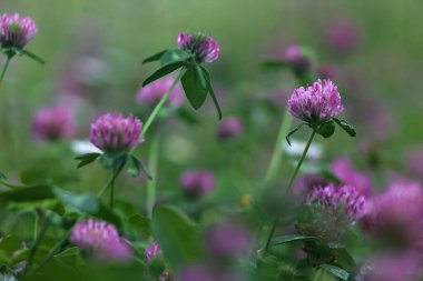 Yonca çiçekleri çimenlikte çok yakından görülüyor.