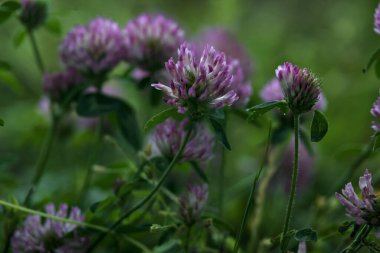 Yonca çiçekleri çimenlikte çok yakından görülüyor.