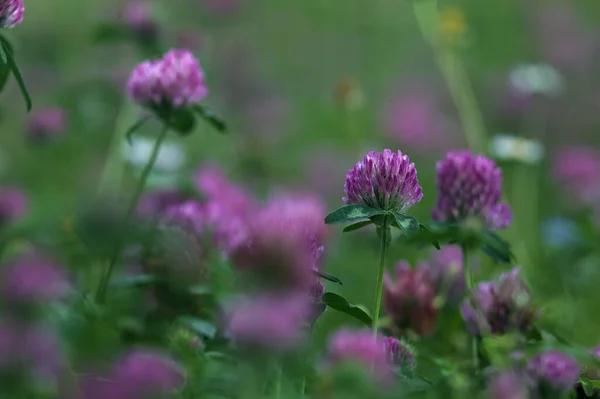 Kleeblumen Rasen Aus Der Nähe Gesehen — Stockfoto