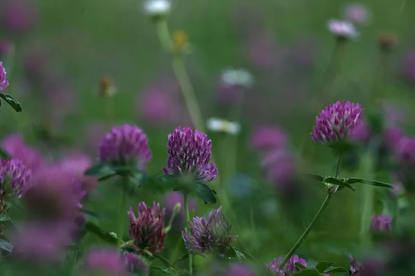 stock image Clover flowers in a lawn seen up close