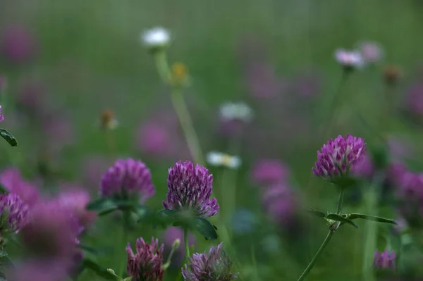 stock image Clover flowers in a lawn seen up close