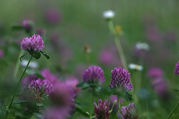 stock image Clover flowers in a lawn seen up close