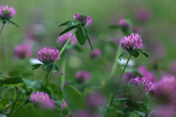 Kwiaty Koniczyny Trawniku Widzianym Bliska — Zdjęcie stockowe