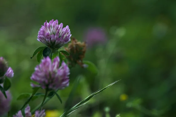 stock image Clover flowers in a lawn seen up close