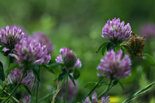 Клевер цветы на лужайке видели вблизи