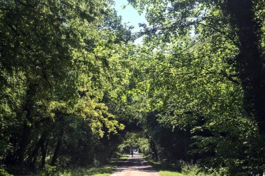 İtalya kırsalında güneşli bir günde bir malikaneye çıkan parktaki ağaçlarla çevrili patika.