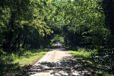 İtalya kırsalında güneşli bir günde bir malikaneye çıkan parktaki ağaçlarla çevrili patika.