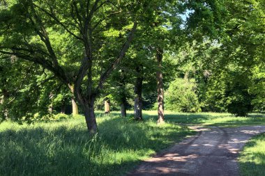 İtalya kırsalında güneşli bir günde, parkta ağaçlarla çevrili bir yol.