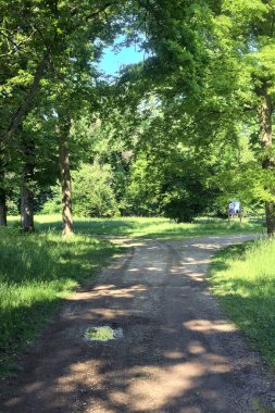 İtalya kırsalında güneşli bir günde, parkta ağaçlarla çevrili bir yol.