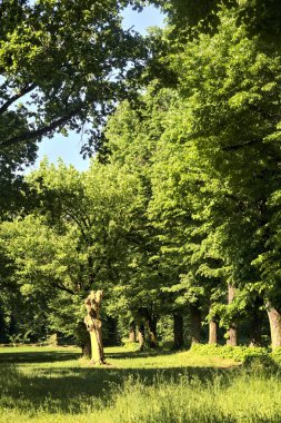 İtalya kırsalında güneşli bir günde parkın ortasındaki bir çayırda çıplak ve kesilmiş bir sandık.