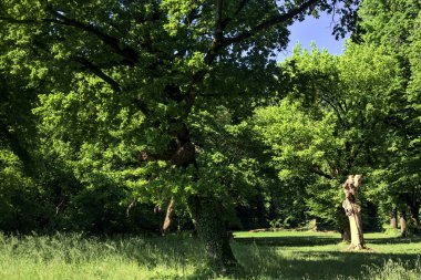 İtalya kırsalında güneşli bir günde parkın ortasındaki bir çayırda çıplak ve kesilmiş bir sandık.