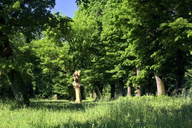 İtalya kırsalında güneşli bir günde parkın ortasındaki bir çayırda çıplak ve kesilmiş bir sandık.