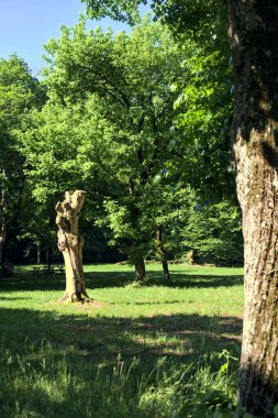 İtalya kırsalında güneşli bir günde parkın ortasındaki bir çayırda çıplak ve kesilmiş bir sandık.