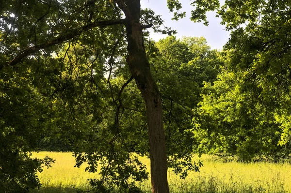 İtalya kırsalında güneşli bir günde, bir ormanın ortasında bir çayırdaki ağaç.