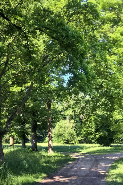 Von Bäumen Gesäumter Weg Einem Park Einem Sonnigen Tag Der — Stockfoto