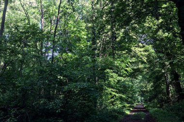 İtalya kırsalında güneşli bir günde üzerinde kavis olan bir parkta çakıl yolu.