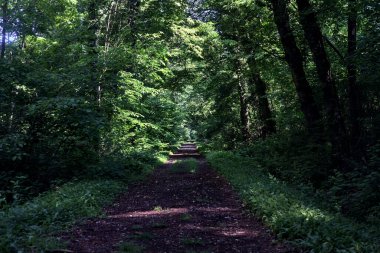 İtalya kırsalında güneşli bir günde üzerinde kavis olan bir parkta çakıl yolu.