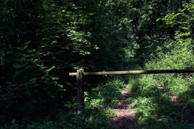 Güneşli bir günde, ormanda çimenli ve gölgeli bir yolun girişindeki ahşap bar.
