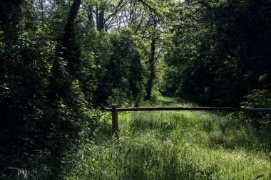 Güneşli bir günde, ormanda çimenli ve gölgeli bir yolun girişindeki ahşap bar.