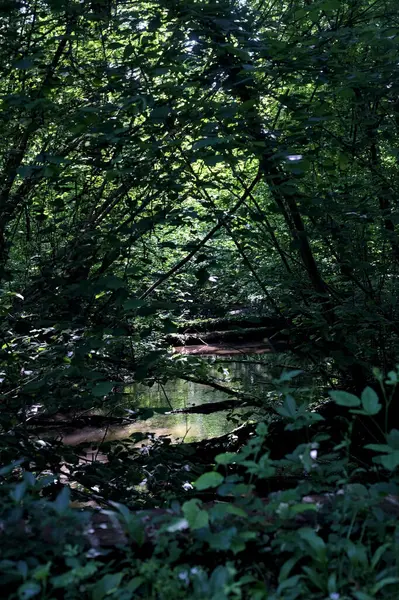 Поток Воды Дугами Деревьев Лесу — стоковое фото