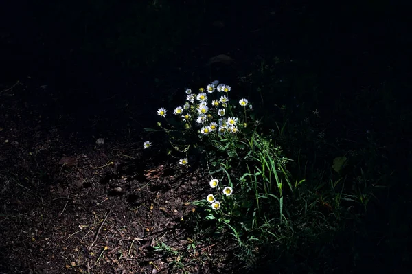 stock image Daisies in bloom in a tussock lit by a sunbeam on a trail in a forest