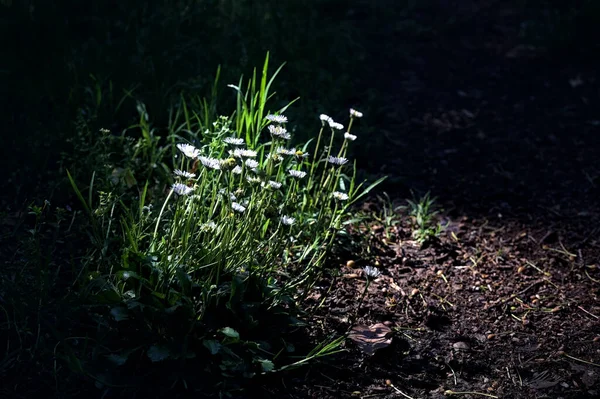 雏菊盛开在森林里的小径上 在阳光的照耀下 长满了长满了长春藤 — 图库照片