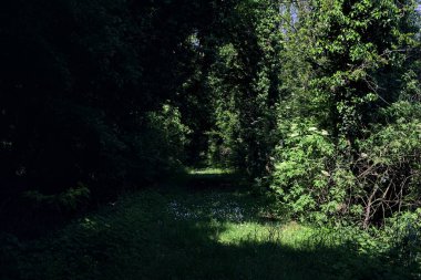 İtalya kırsalında güneşli bir günde ormanın ortasında vahşi ve gölgeli bir patika.
